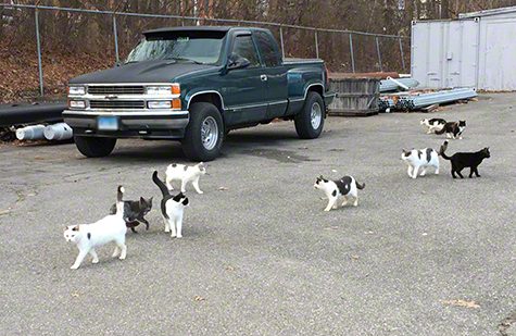lots of cats r olson.jpg Lots of cats r olson